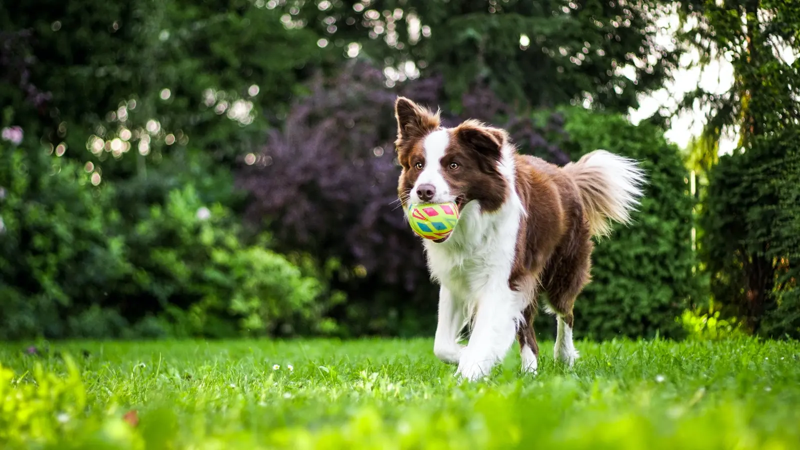 Australian Shepherd playing with a ball on the grass at Circle Lake Ranch Pet Resort