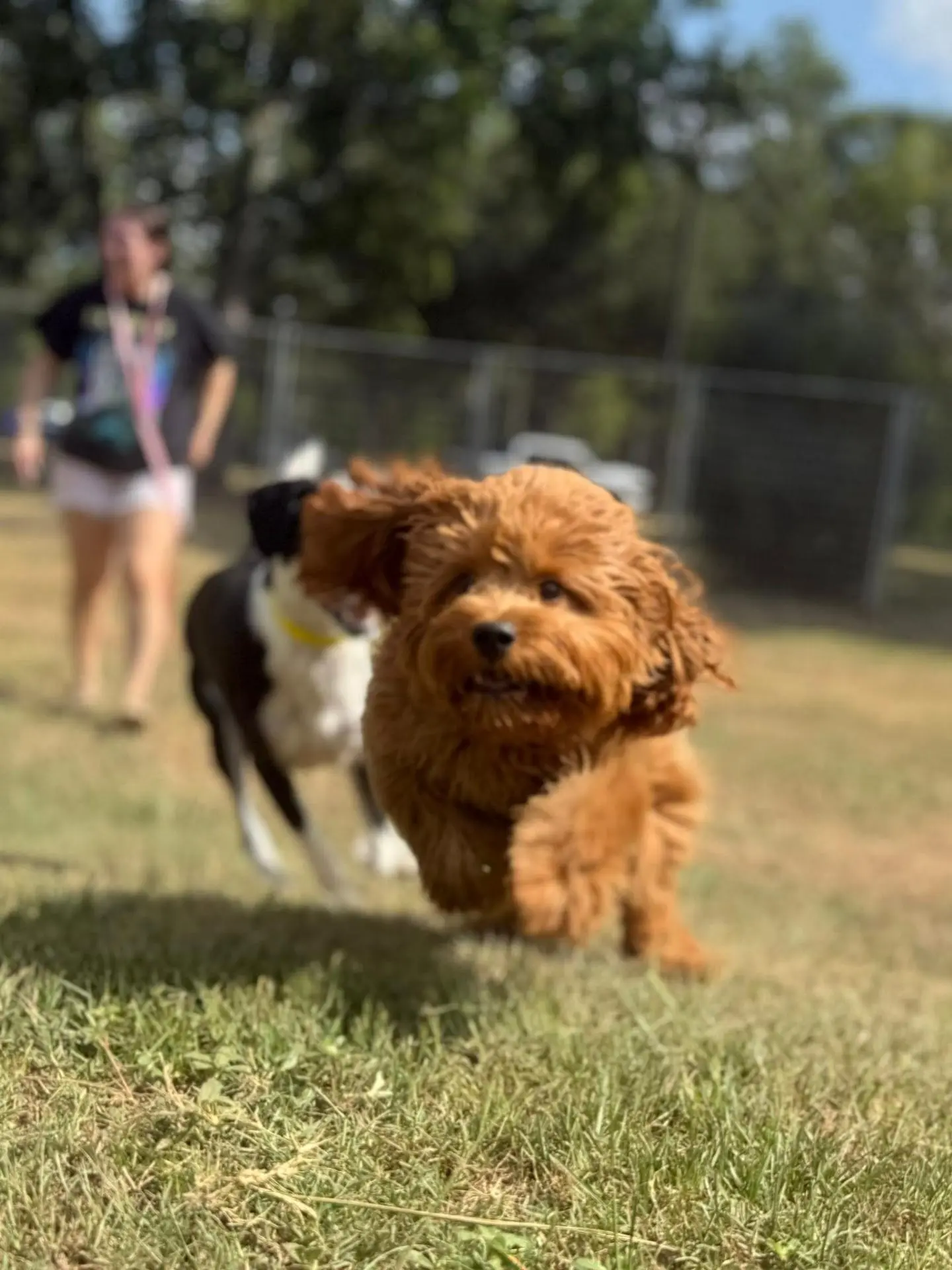 Small red puppy running toward the camera in the small-dog play yard