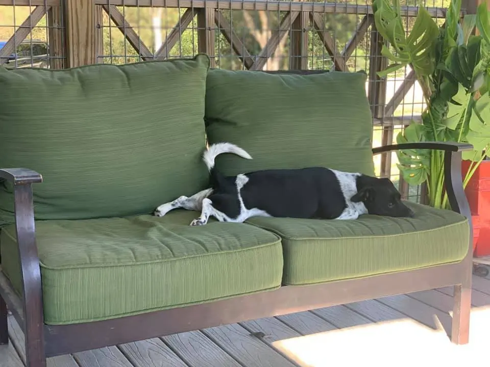 Dog resting on a shaded covered deck during an overnight boarding stay