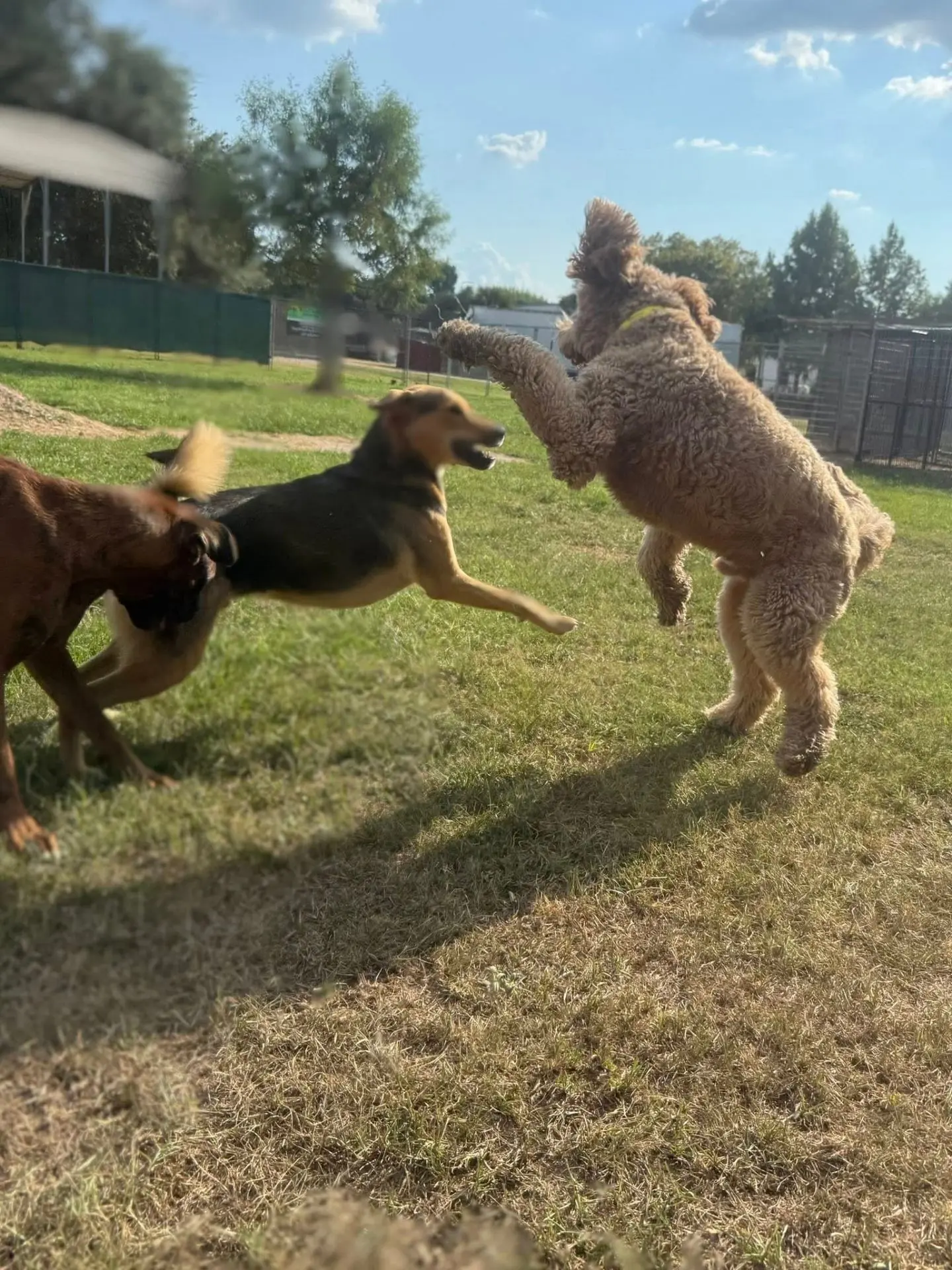 Dogs running across a large open grass field on the ranch